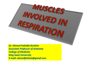 muscles involved in respiration - King Saud University Medical