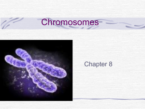Chromosomes - mleonessciencepage