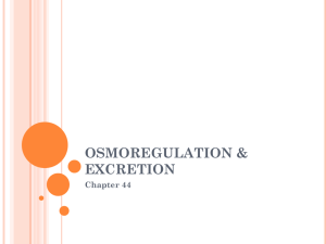Osmoregulation & Excretion