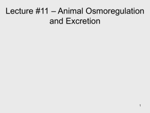 Lecture #12 – Animal Osmoregulation