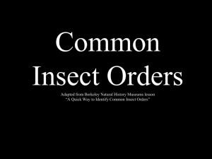 Common Insect Orders