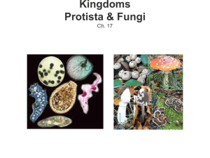 Kingdoms Protista & Fungi Ch's. 20 & 21