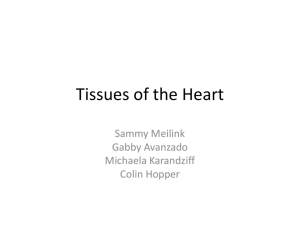Tissues of the Heart