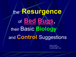 Resurgence of Bed Bugs