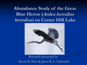 Abundance Study of the Great Blue Heron
