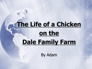 The Life of a Chicken by Adam