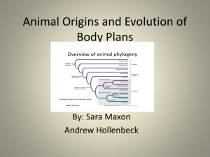 Animal Origins and Evolution of Body Plans