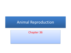 Animal Reproduction - Bioenviroclasswiki