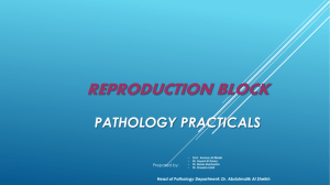 L1-Reproduction Block Practical