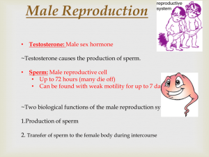 Male Reproduction