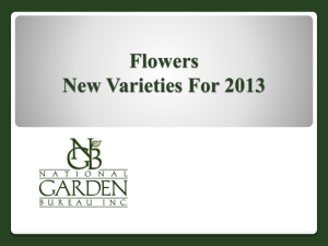 2013 AAS Winner - National Garden Bureau