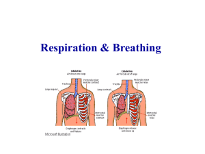 respiration - P5 GE Science 2011