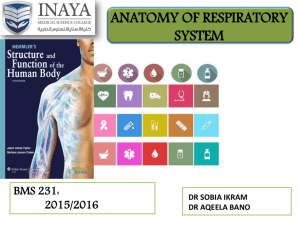 The Respiratory System Basic functions of the respiratory system