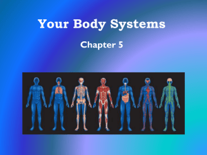 Your Body Systems