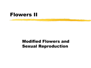 MODIFIED FLOWERS