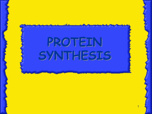 Protein Synthesis - Biology Junction