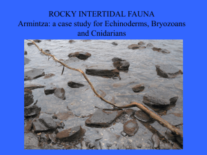 ROCKY INTERTIDAL FAUNA Armintza: a case study for