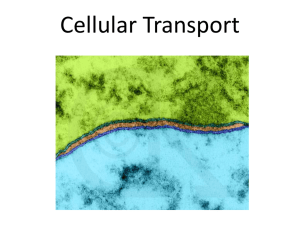 Cellular Transport - stephaniemcoggins