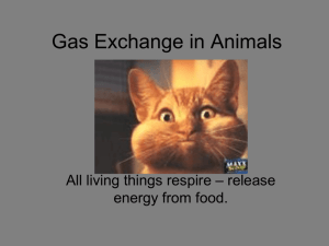 Gas Exchange of Animals