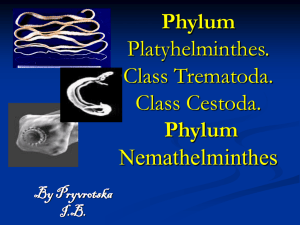 Phylum Platyhelminthes. Class Trematoda. Class Cestoda. Phylum