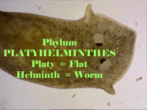 Phylum : PLATYHELMINTHES Platy : Flat Helminth : Worm