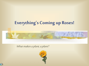 Everything's Coming up Roses! - Etiwanda E