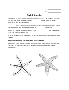 starfish dissection