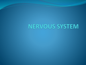 nervous system - MashreqMYP5BIOLOGY