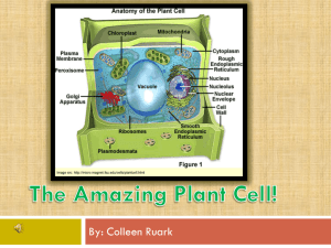 File - Animal and Plant Cells
