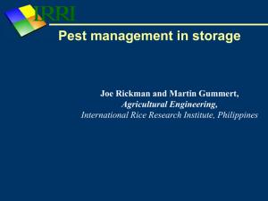 Pest management - Rice Knowledge Bank