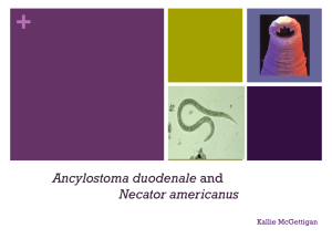 Ancylostoma duodenalis Necator americanus