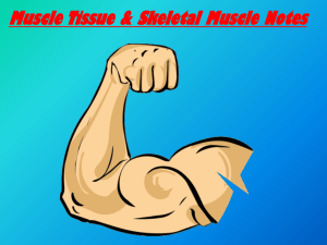 A - Notes - Muscle Tissue Anatomy
