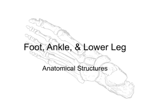 Foot, Ankle, & Lower Leg - Liberty Union High School District