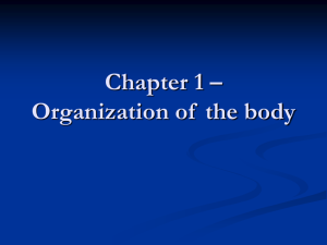 Chapter 1 – Organization of the body