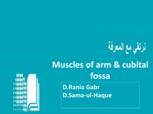 Muscles of the Arm and Cubital Fossa