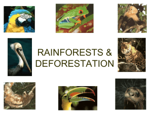 RAINFORESTS & DEFORESTATION