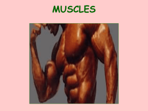 Muscle notes - Fort Thomas Independent Schools