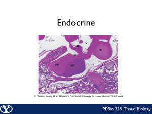 Lecture 8 - Endocrine