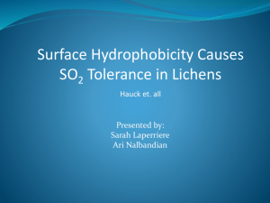 Surface Hydrophobicity Causes SO2 Tolerance in Lichens