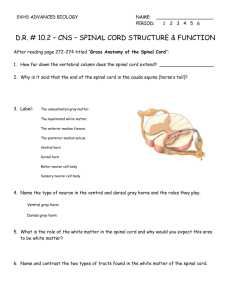 D.R. 10.2 - CNS - Spinal Cord rev 14 9th ed
