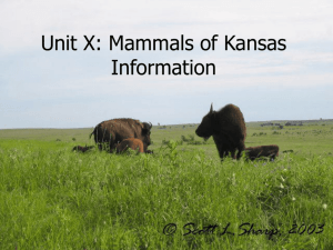 Mammals in Kansas Information PPT
