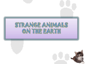 strange animals on the earth