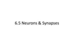 6.5 Neurons & Synapses