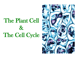 CB098-008.35_Plant_Cell_&_Cycle