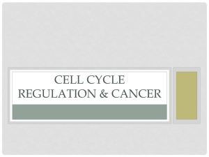 Cell Cycle Regulation and Cancer Lecture