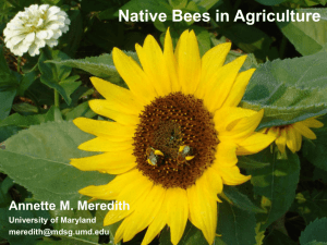 Native Bees in Agriculture - Sustainable Agriculture Research and