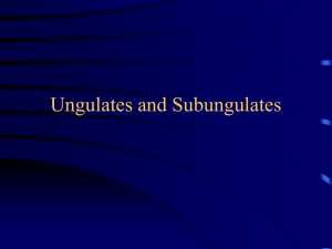 Ungulates and Subungulates