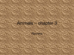 Animals – chapter 3