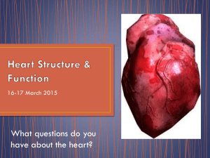 Heart Structure & Function