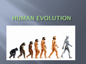 Human Evolution Power Point 2014